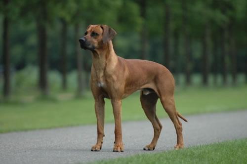 Rhodesian Ridgeback Pictures