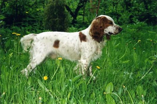 Russian Spaniel Pictures