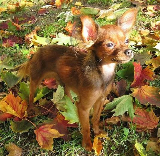 Russian Toy Terrier Pictures