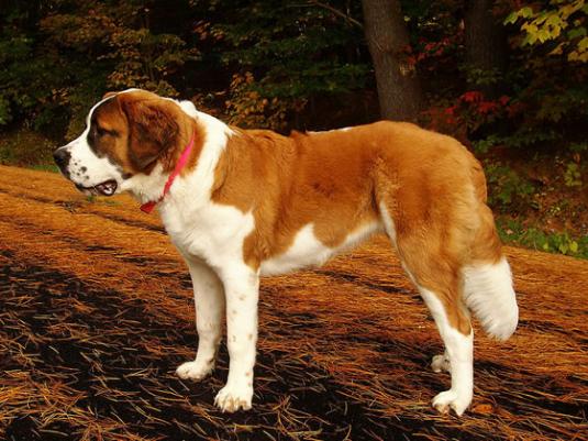 Saint Bernard Pictures