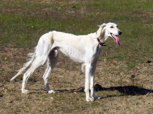 Saluki Pictures