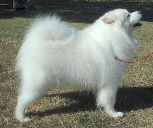 Samoyed Pictures