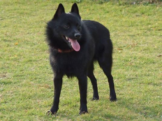 Schipperke Pictures