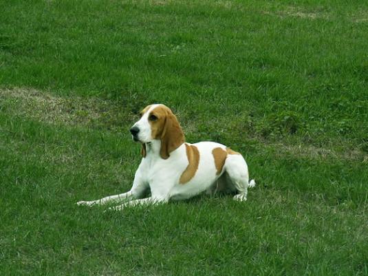 Schweizer Laufhund Pictures