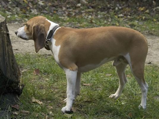 Schweizer Niederlaufhund Pictures