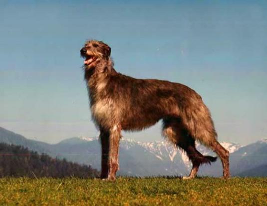 Scottish Deerhound Pictures