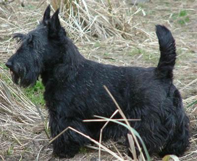Scottish Terrier Pictures