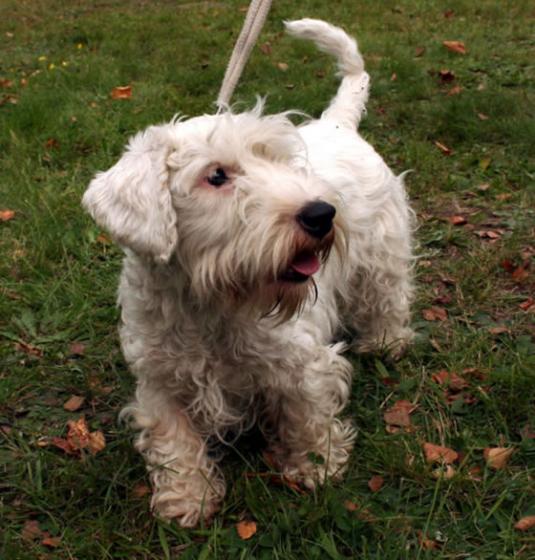 Sealyham Terrier Pictures