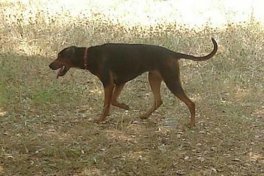 Serbian Hound Pictures