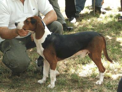 Serbian Tricolour Hound Pictures