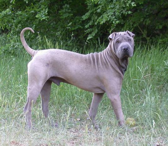 Shar Pei Pictures