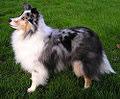 Shetland Sheepdog Pictures