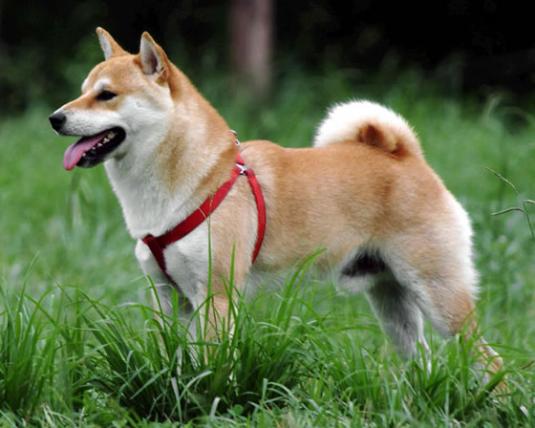 Shiba Inu Pictures