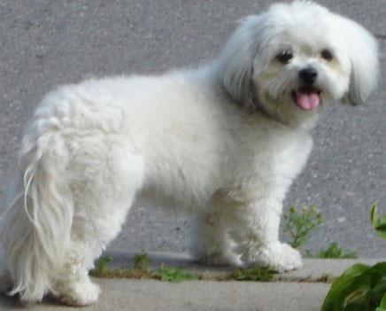 Shih Poo Pictures