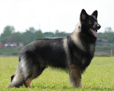 Shiloh Shepherd Dog Pictures