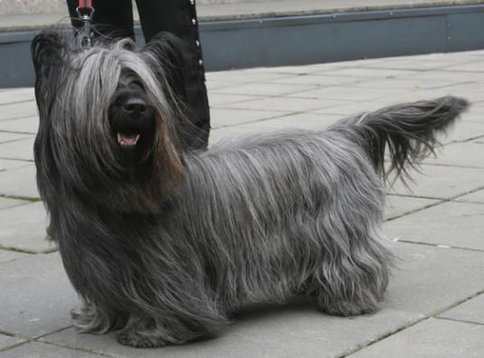 Skye Terrier Pictures