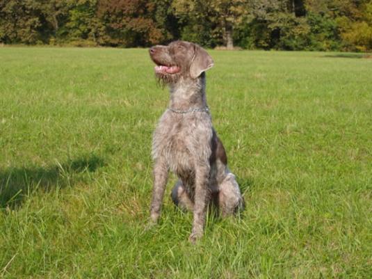 Slovakian Rough Haired Pointer Pictures