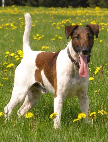 Smooth Fox Terrier Pictures