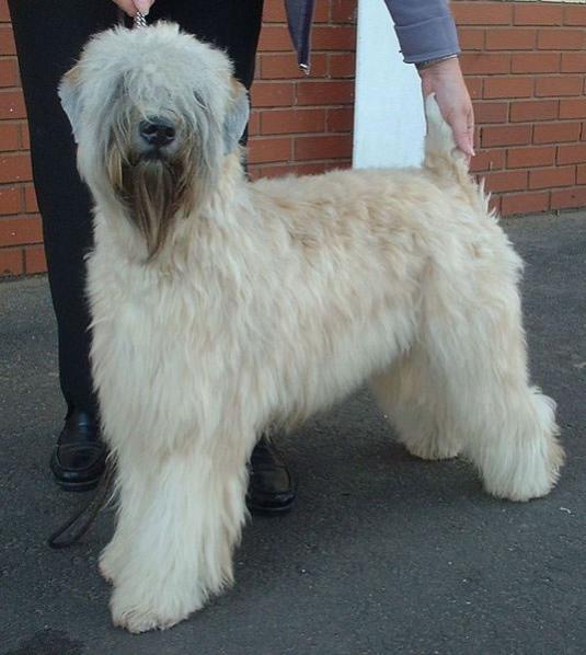 Soft Coated Wheaten Terrier Pictures