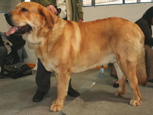 Spanish Mastiff Pictures