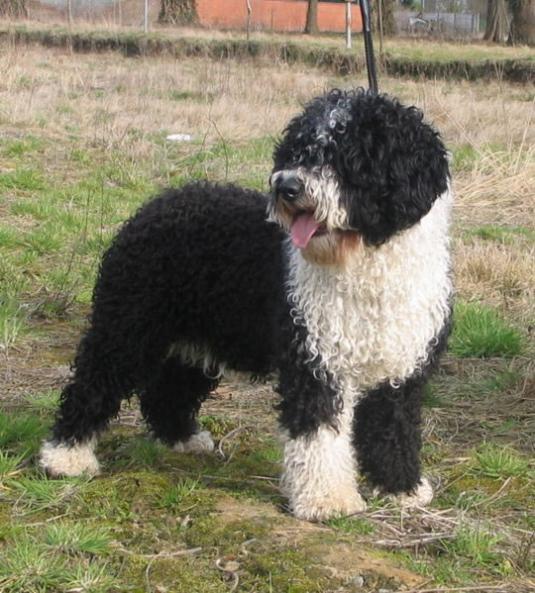 Spanish Water Dog Pictures