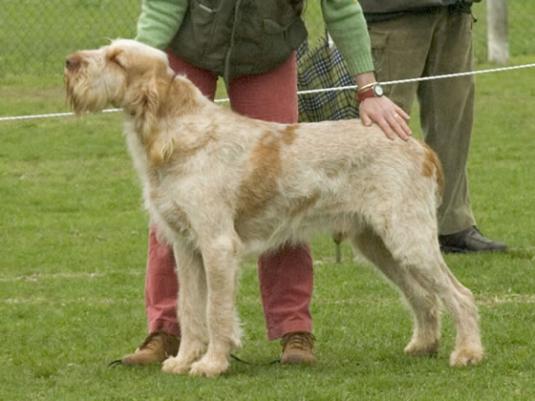 Spinone Italiano Pictures