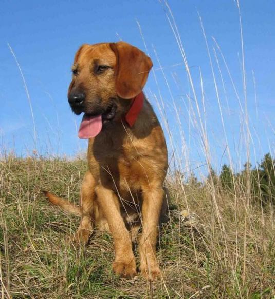 Styrian Coarse Haired Hound Pictures