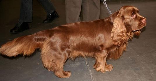 Sussex Spaniel Pictures