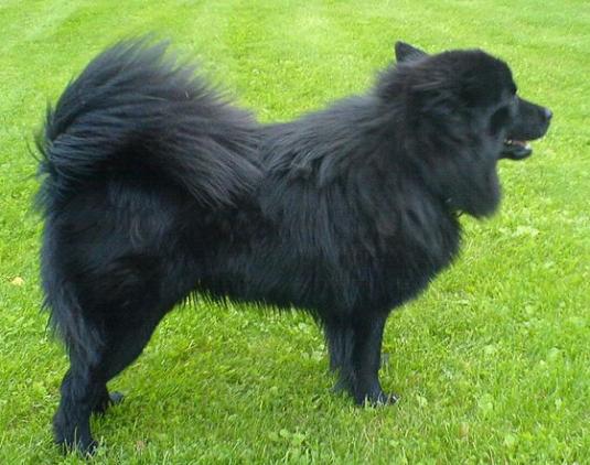 Swedish Lapphund Pictures