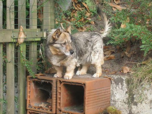 Swedish Vallhund Pictures