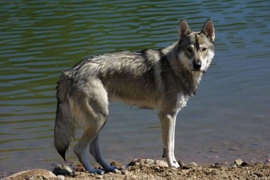 Tamaskan dog Pictures