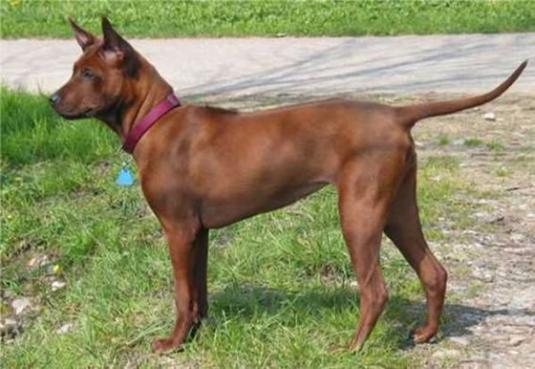 Thai Ridgeback Pictures