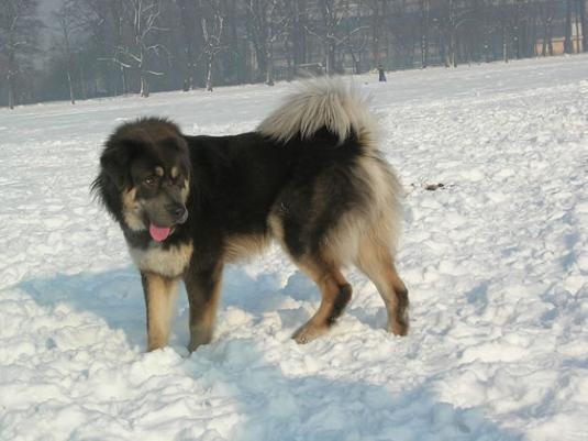 Tibetan Mastiff Pictures