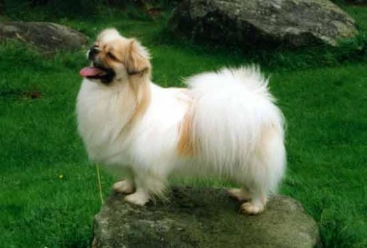 Tibetan Spaniel Pictures