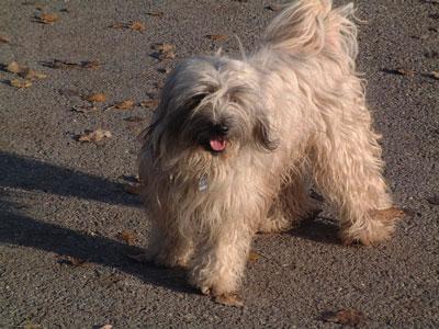 Tibetan Terrier Pictures