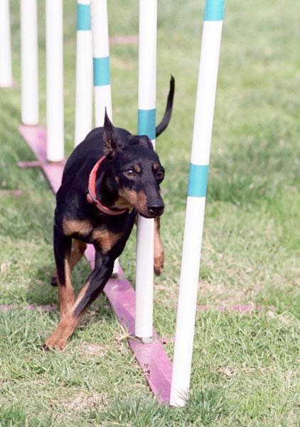 Toy Manchester Terrier Pictures
