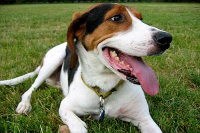 Treeing Walker Coonhound Pictures