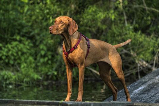 Vizsla Pictures