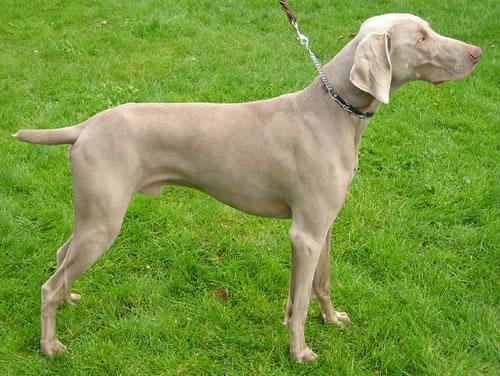 Weimaraner Pictures