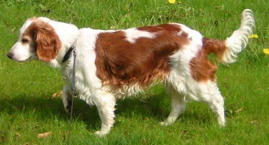 Welsh Springer Spaniel Pictures