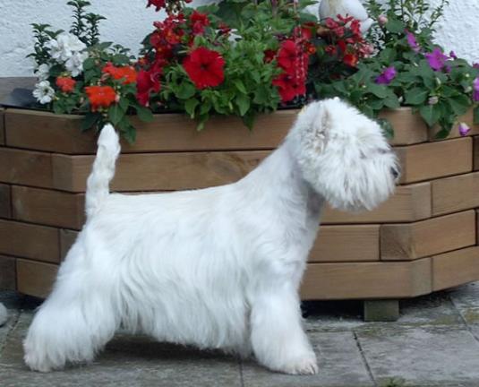 West Highland White Terrier Pictures