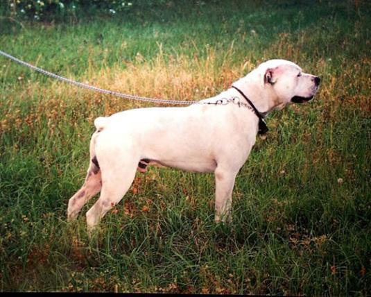 White English Bulldog Pictures