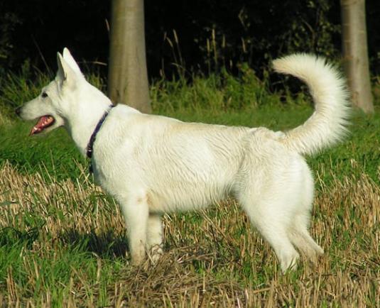 White Shepherd Dog Pictures