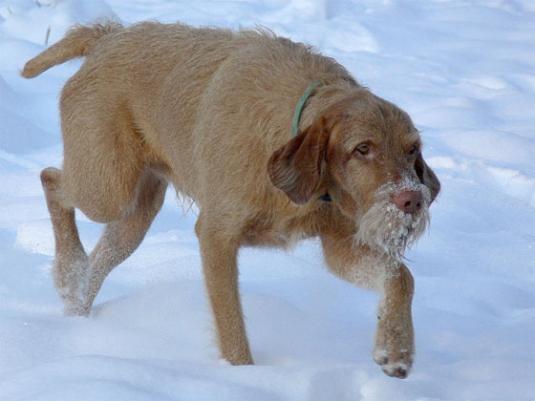 Wire haired Vizsla Pictures