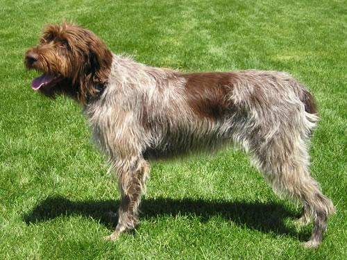 Wirehaired Pointing Griffon Pictures