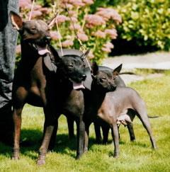 Xoloitzcuintli Pictures