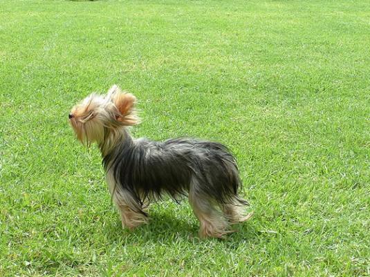 Yorkshire Terrier Pictures