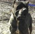 Bandog Pictures