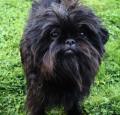 Affenpinscher Pictures 1