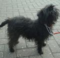 Affenpinscher